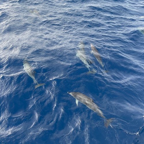 CATA LANZA DOLPHIN