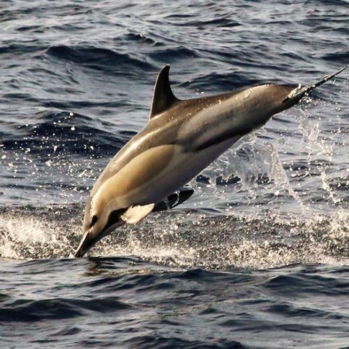 DELFIN.SALTO